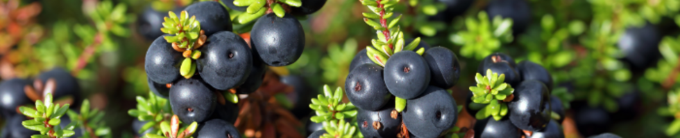 Crowberry (black crowberry)